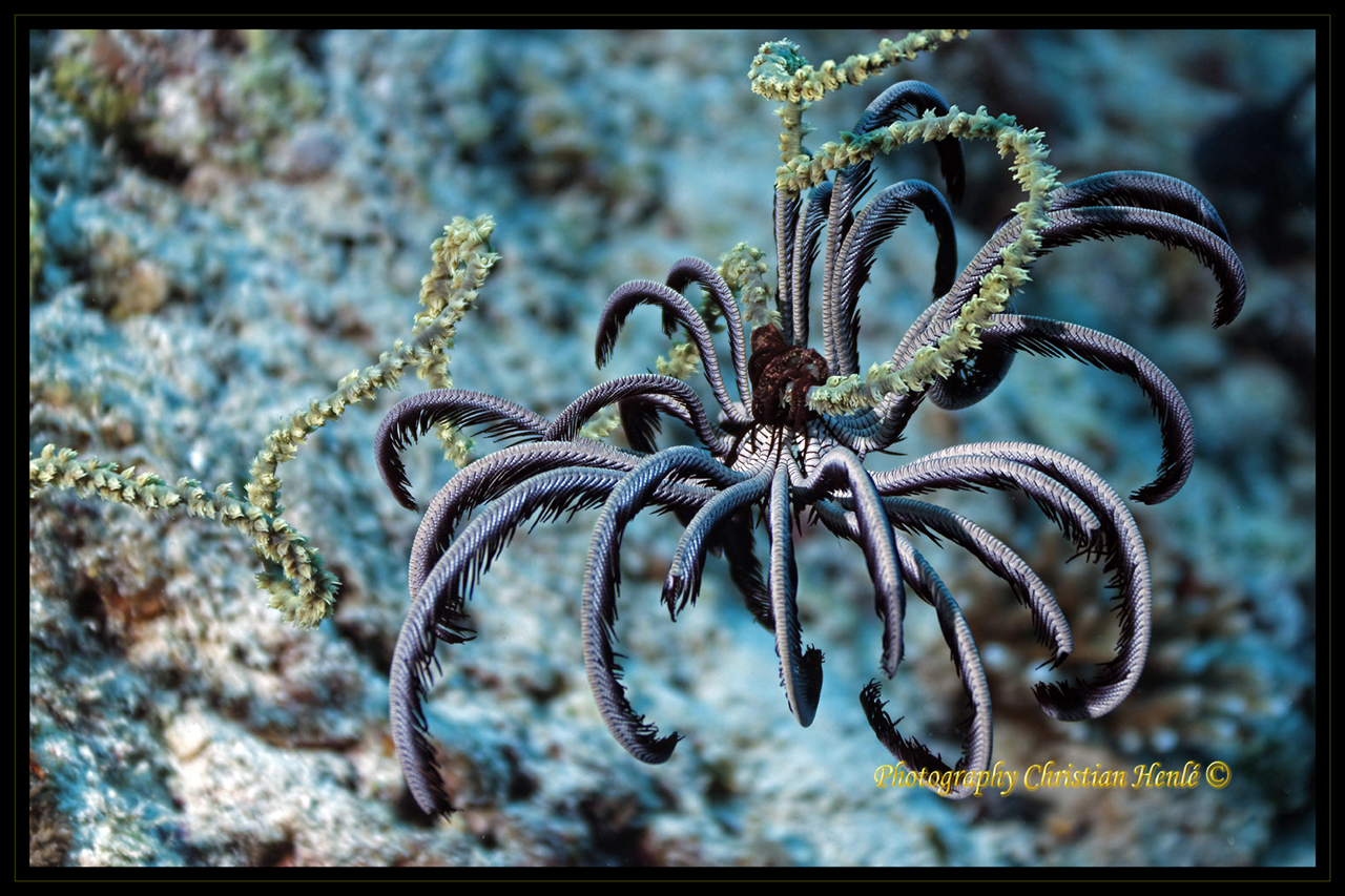 Firmware 7.1 beta-_mg_0738_dxo.jpg