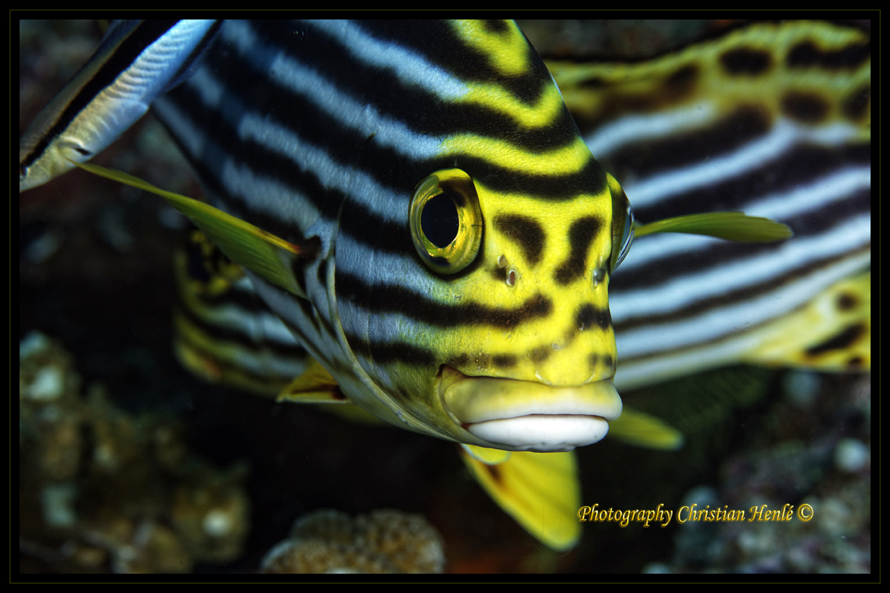 Firmware 7.1 beta-_mg_0798_dxo.jpg