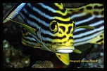 Firmware 7.1 beta-_mg_0798_dxo.jpg