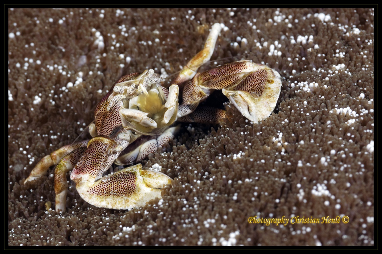 Firmware 7.1 beta-_mg_0807_dxo.jpg