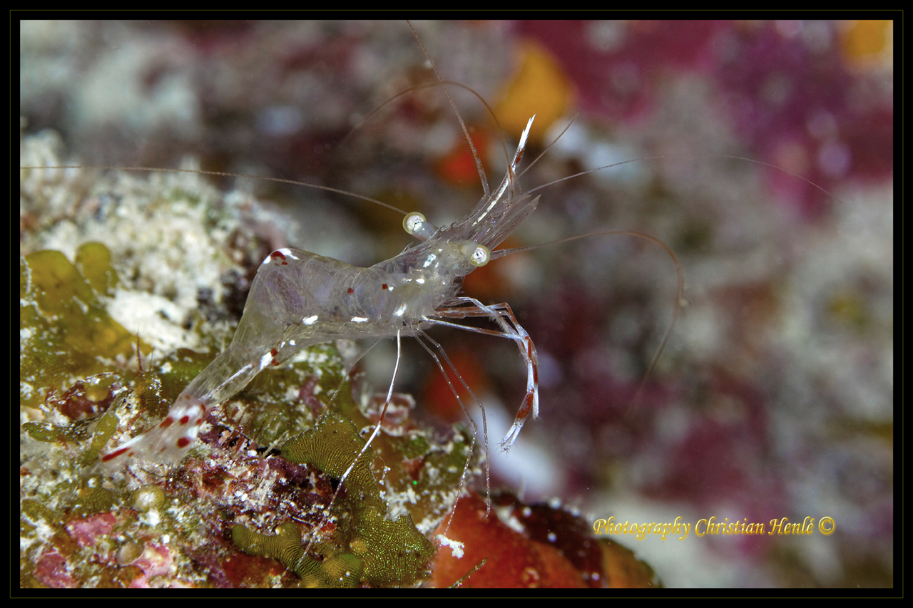 Firmware 7.1 beta-_mg_1104_dxo.jpg