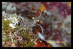 Firmware 7.1 beta-_mg_1104_dxo.jpg