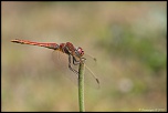 6D + Canon EF 100mm f/2.8 Macro USM 
1/640 - f/5 - ISO 250