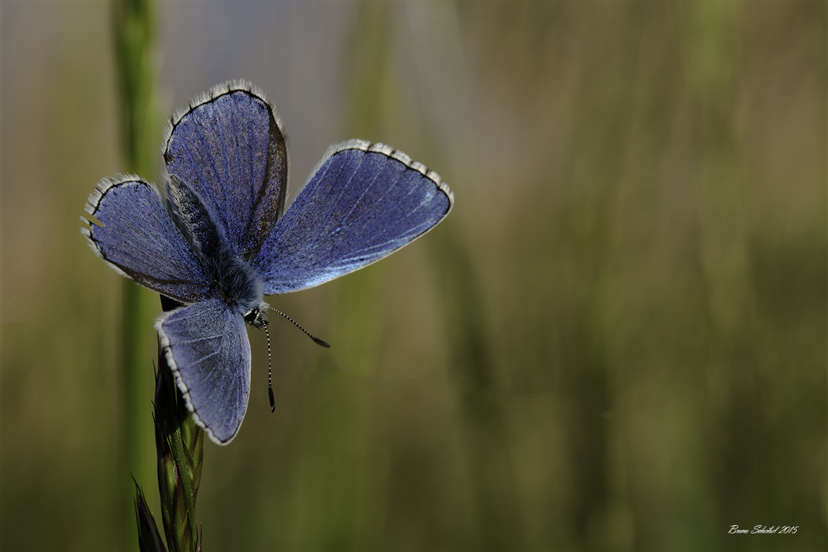 692A6078 Modifier
