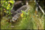 Les 10 derniers post du forum sur votre site-img_8083.jpg
