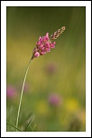 -img_3429.jpg