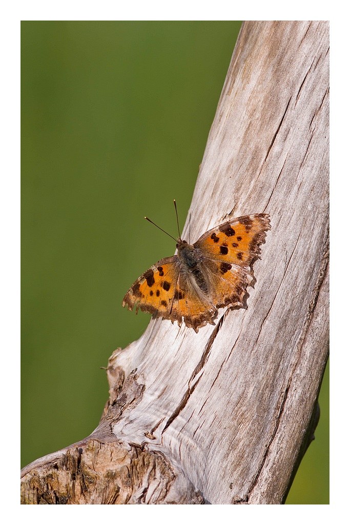 70-300 Sigma APO-img_3474.jpg