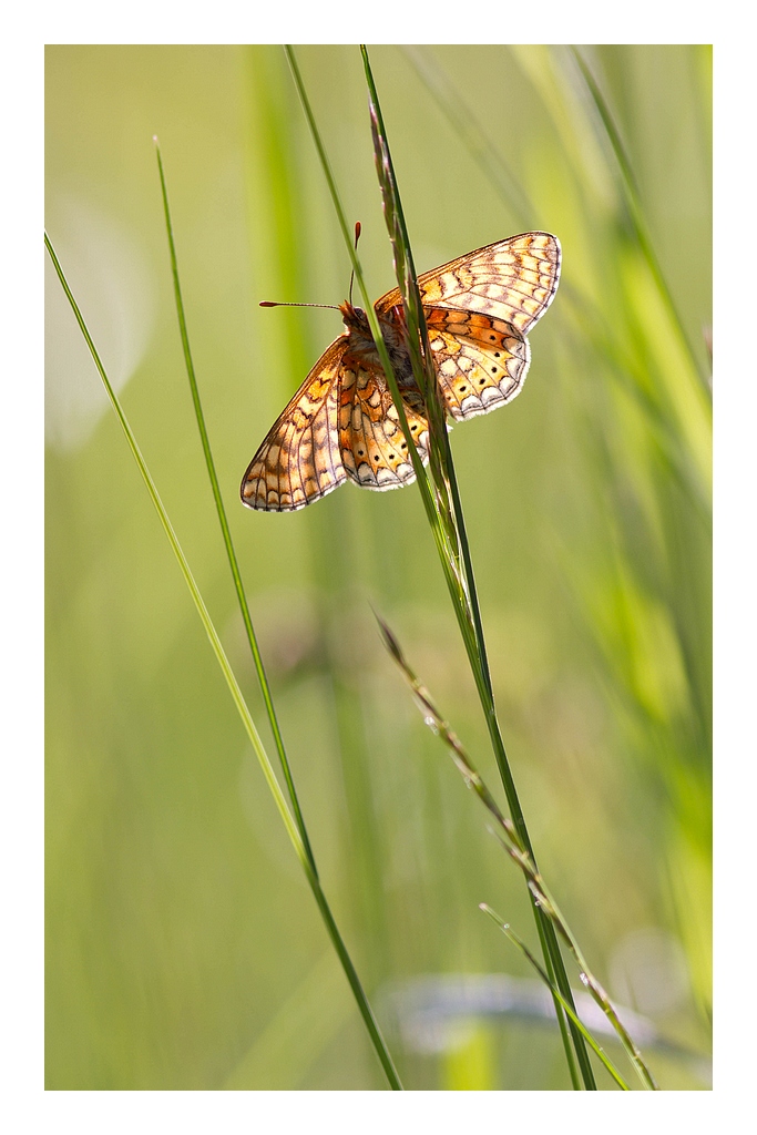 70-300 Sigma APO-img_3495.jpg
