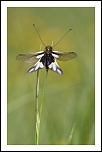 70-300 Sigma APO-img_3535.jpg