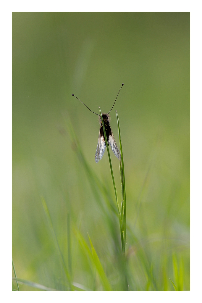 70-300 Sigma APO-img_3542.jpg