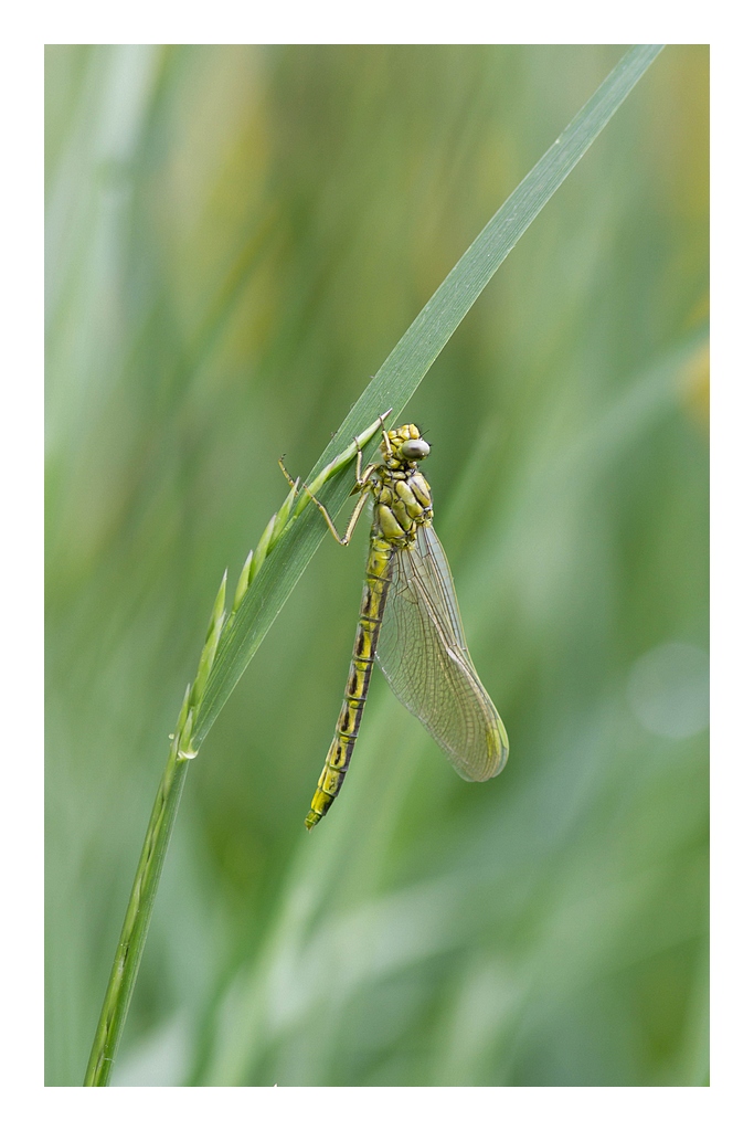 70-300 Sigma APO-img_3656.jpg