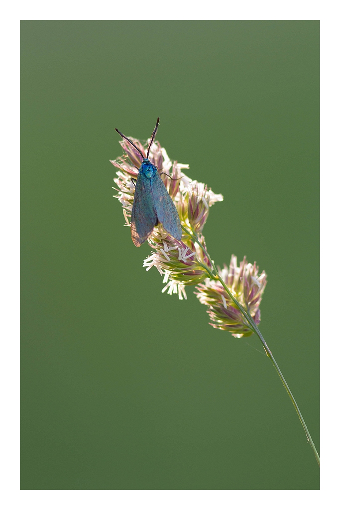 70-300 Sigma APO-img_3945.jpg