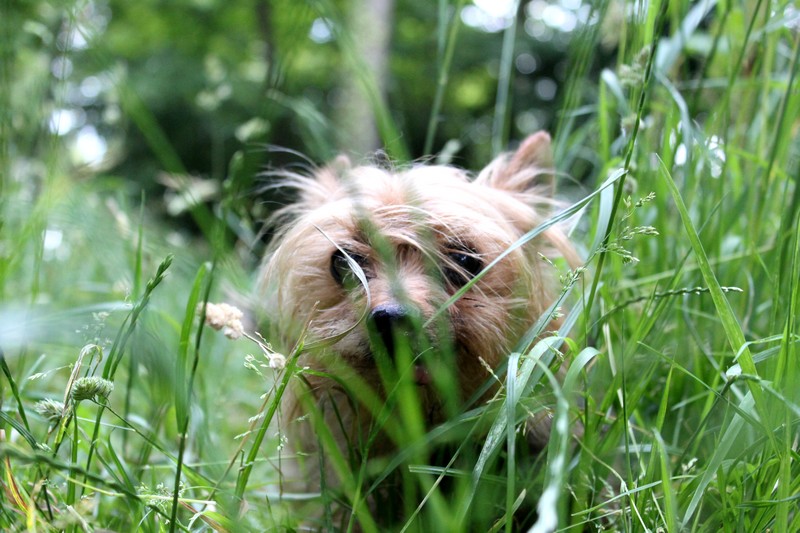 nordy