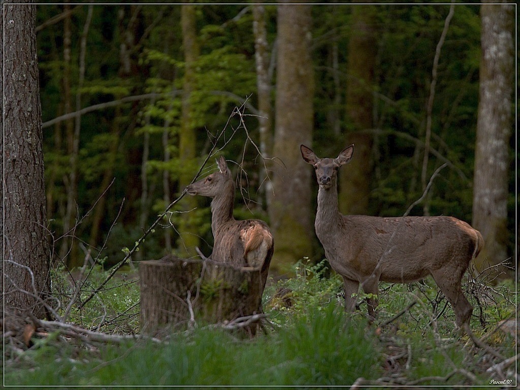-biche-soumaille-eos.jpg