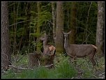 -biche-soumaille-eos.jpg