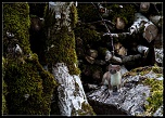 -fouine-1-sur-1-6eos.jpg