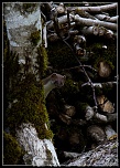 -fouine-1-sur-1-11eos.jpg