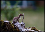 -fouine-1-sur-1-12eos.jpg