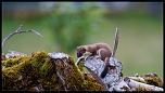 -fouine-1-sur-1-14eos.jpg