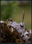 -fouine-1-sur-1-16eos-2-.jpg