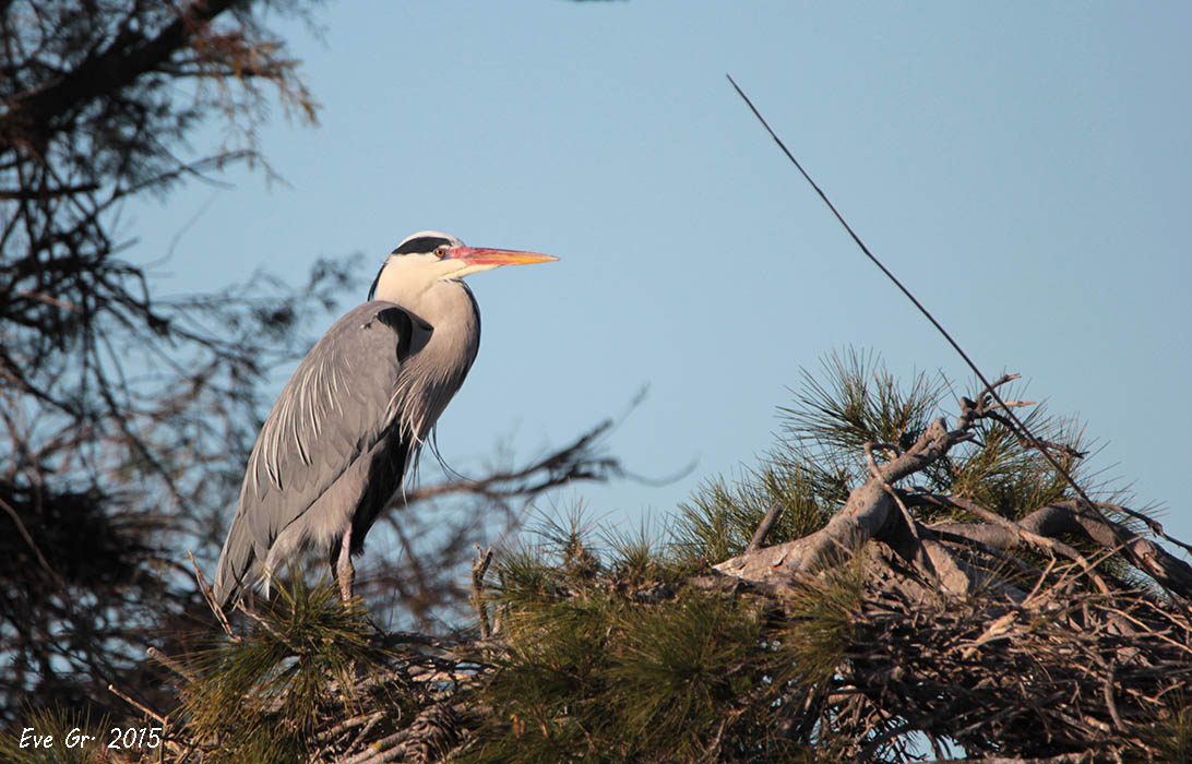 logiciel image-heron-img_5873.jpg