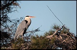 logiciel image-heron-img_5873.jpg