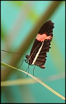 papillon