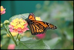-img_2601bis.jpg