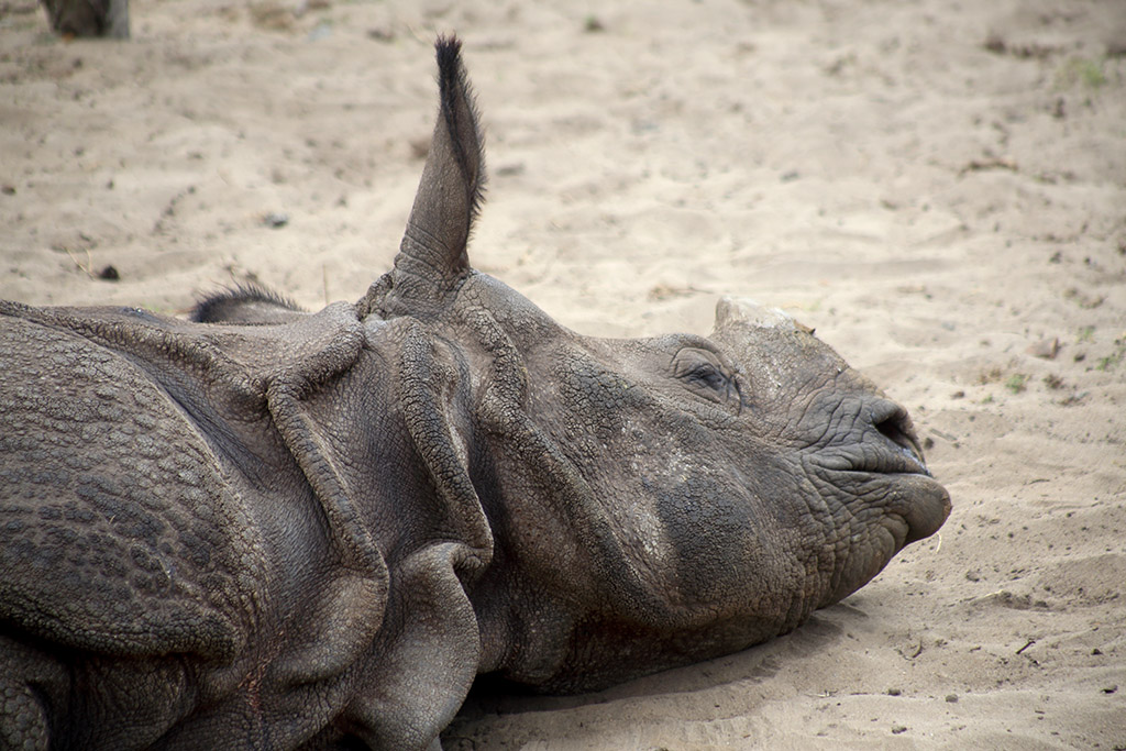 -rhinoc-ros-la-sieste.jpg