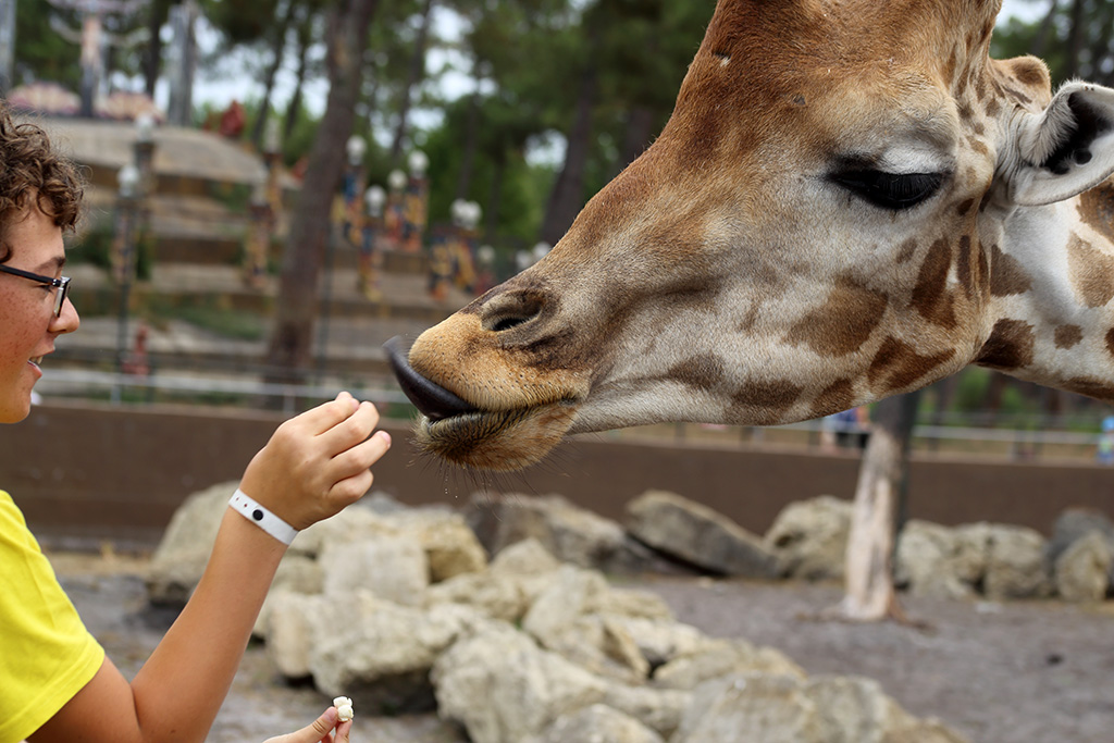 -justin-et-la-girafe.jpg