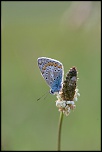 IMG 1704 EOS 
EXIF: Canon ( EOS-5D) | 100mm | 1/250s | f/4.5 | ISO 1250