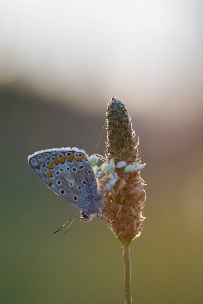 IMG 1662 EOS
EXIF: Canon ( EOS-5D) | 100mm | 1/500s | f/4.5 | ISO 1250