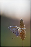 IMG 1657 EOS 
EXIF: Canon ( EOS-5D) | 100mm | 1/640s | f/4.5 | ISO 1250