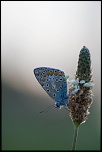 IMG 1650 EOS 
EXIF: Canon ( EOS-5D) | 100mm | 1/1000s | f/3.5 | ISO 1250