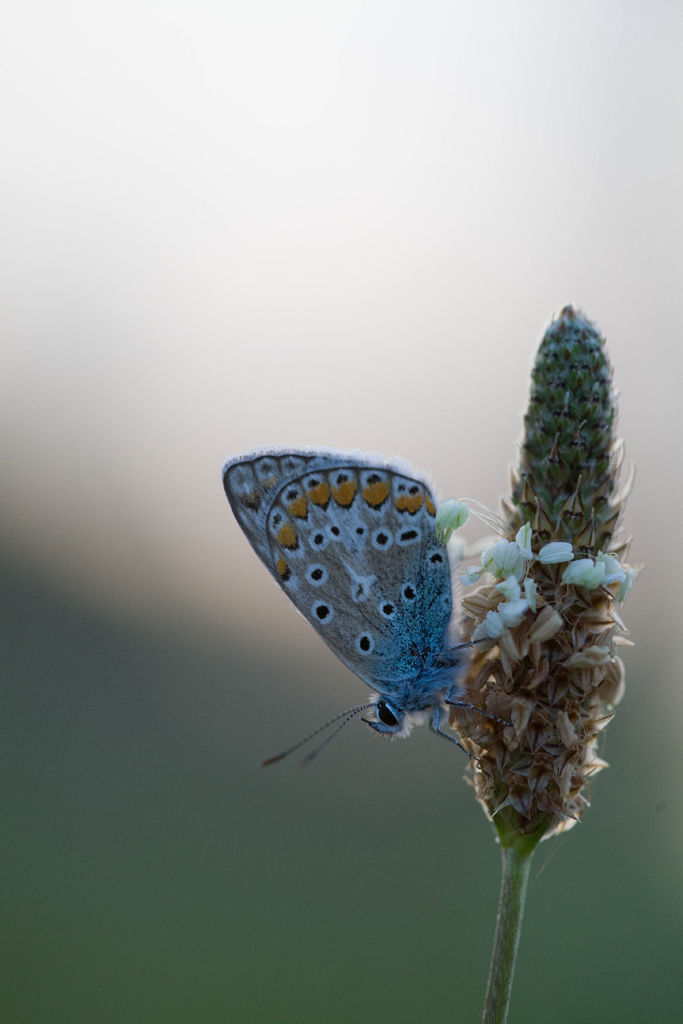 IMG 1650 EOS
EXIF: Canon ( EOS-5D) | 100mm | 1/1000s | f/3.5 | ISO 1250