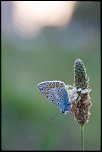 IMG 1636 EOS 
EXIF: Canon ( EOS-5D) | 100mm | 1/125s | f/7.5 | ISO 1250