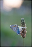 IMG 1635 EOS 
EXIF: Canon ( EOS-5D) | 100mm | 1/125s | f/7.5 | ISO 1250