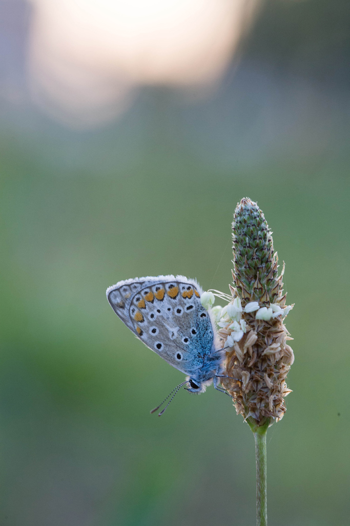 IMG 1635 EOS
EXIF: Canon ( EOS-5D) | 100mm | 1/125s | f/7.5 | ISO 1250