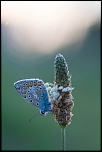 IMG 1623 EOS 
EXIF: Canon ( EOS-5D) | 100mm | 1/400s | f/4.5 | ISO 1250