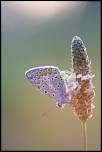 IMG 1616 EOS 
EXIF: Canon ( EOS-5D) | 100mm | 1/250s | f/4.5 | ISO 1250