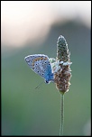 IMG 1615 EOS 
EXIF: Canon ( EOS-5D) | 100mm | 1/400s | f/4.5 | ISO 1250