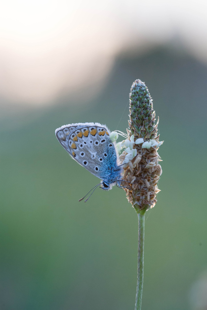 IMG 1615 EOS
EXIF: Canon ( EOS-5D) | 100mm | 1/400s | f/4.5 | ISO 1250