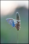 IMG 1613 EOS 
EXIF: Canon ( EOS-5D) | 100mm | 1/320s | f/4.5 | ISO 1250