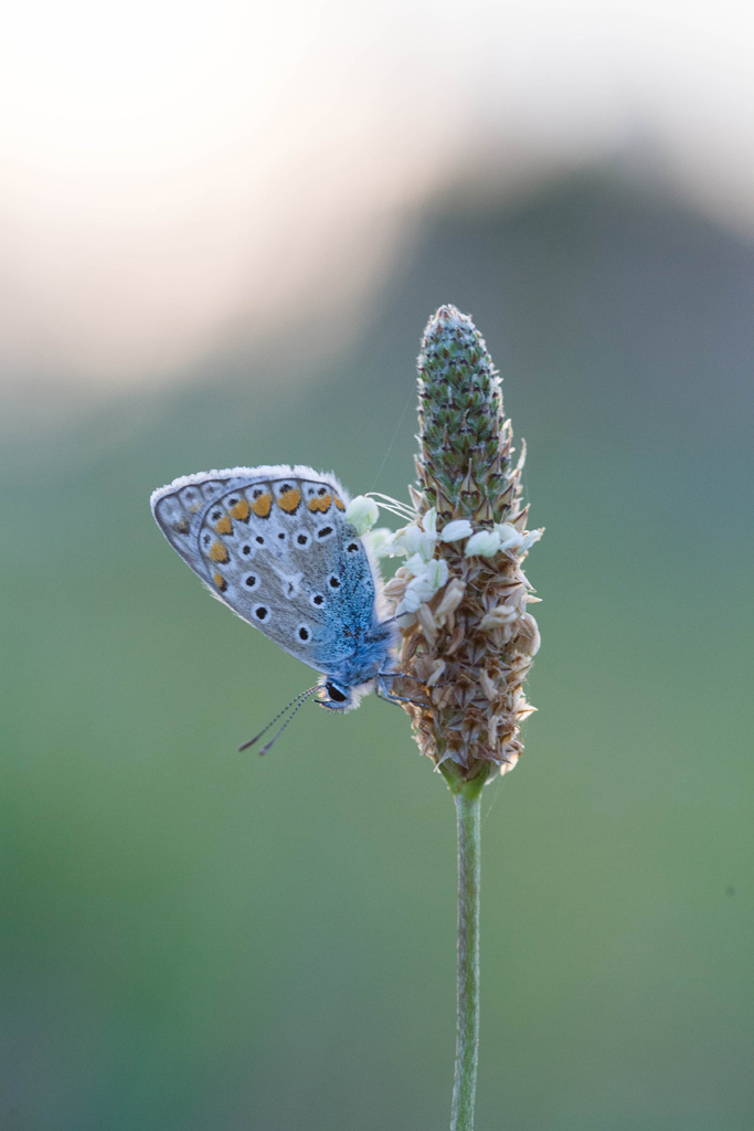 IMG 1613 EOS
EXIF: Canon ( EOS-5D) | 100mm | 1/320s | f/4.5 | ISO 1250
