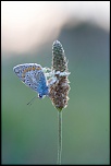 IMG 1610 EOS 
EXIF: Canon ( EOS-5D) | 100mm | 1/320s | f/4.5 | ISO 1250