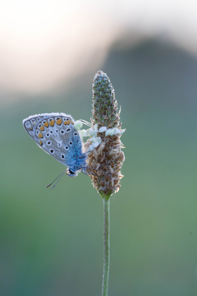 IMG 1610 EOS
EXIF: Canon ( EOS-5D) | 100mm | 1/320s | f/4.5 | ISO 1250