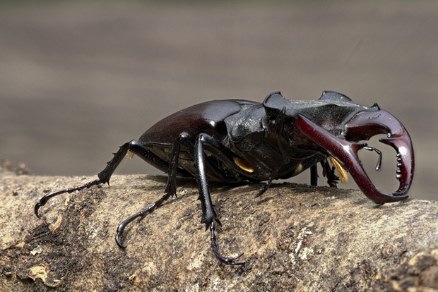 -lucane-focus-stacking.jpg