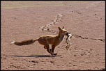 Le 3000D pour septembre?-renard_eos.jpg