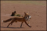 Le 3000D pour septembre?-renard_eos..jpg
