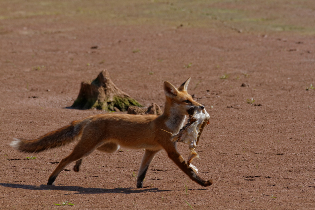 Le 3000D pour septembre?-renard_eos..jpg